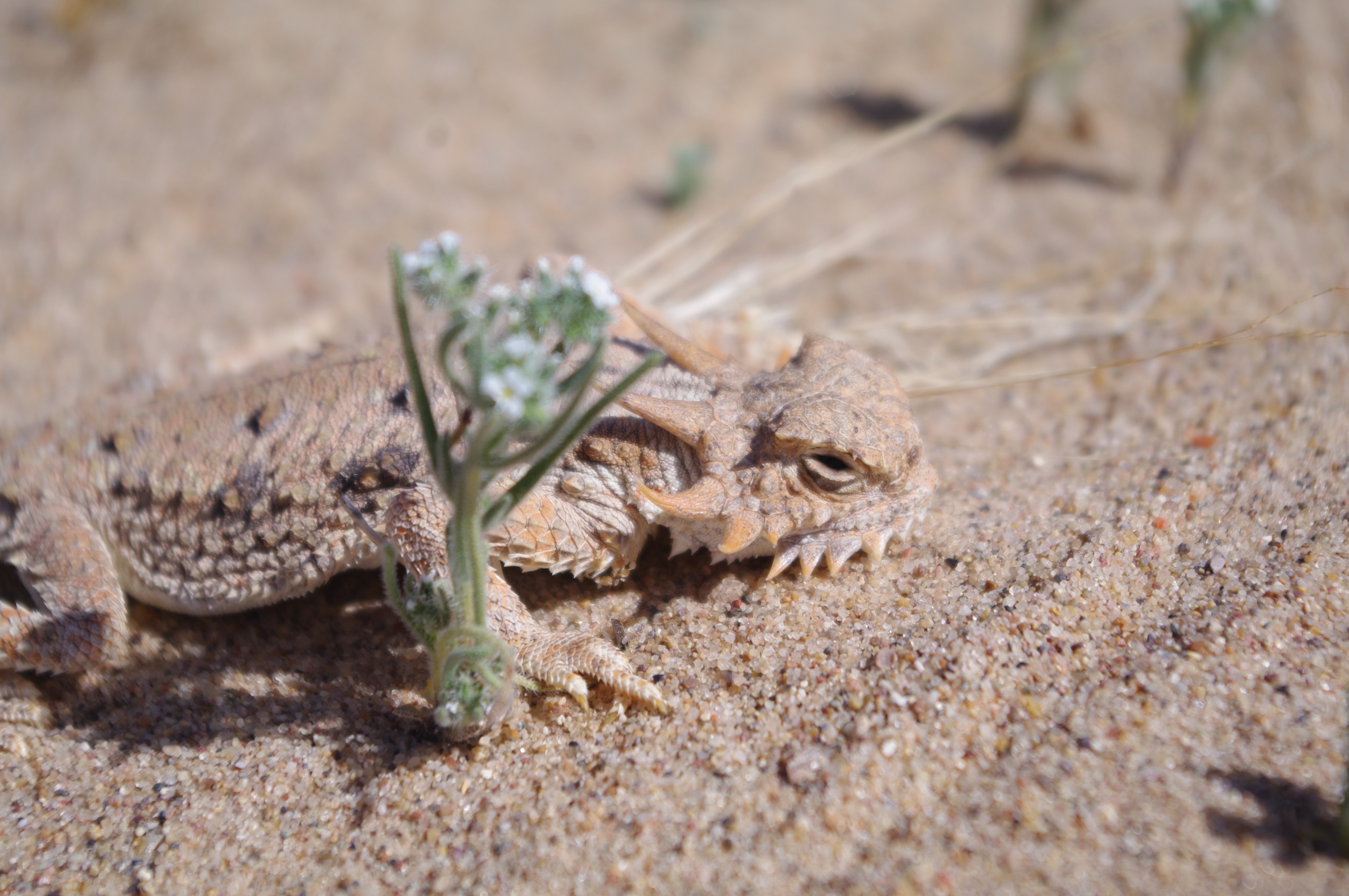 Horned Lizards Need International Protection Defenders of Wildlife